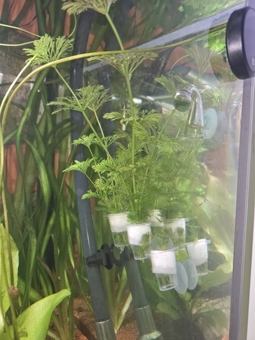 Foxtail planta aquario