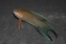 Paraiso Negro \ macropodus specti - agua fria