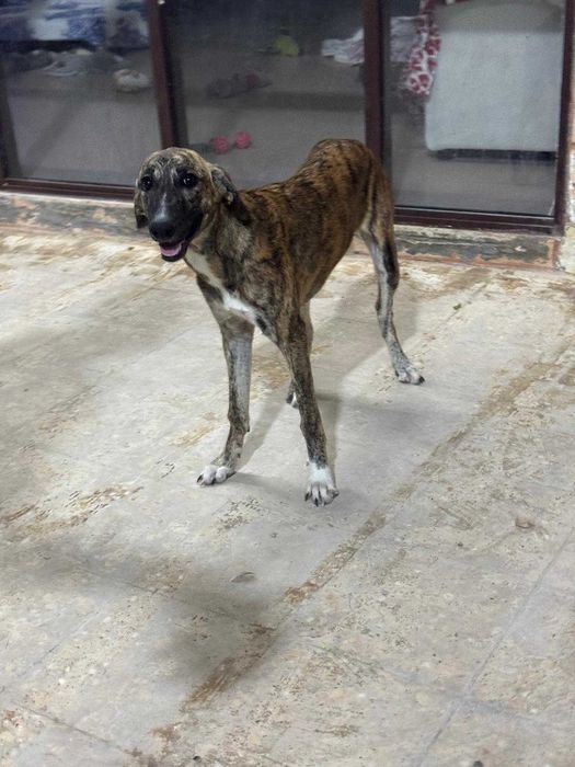 Mocha, szczeniak, pręgowana, mieszaniec charta perskiego saluki