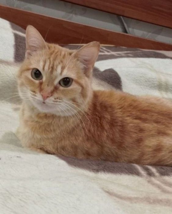 Отдам даром в добрые руки рыжих кошечек