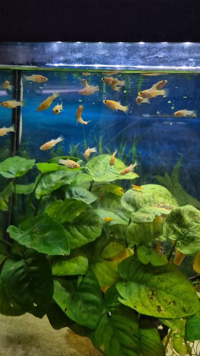 Crias de Mollys laranjas com cauda de lira