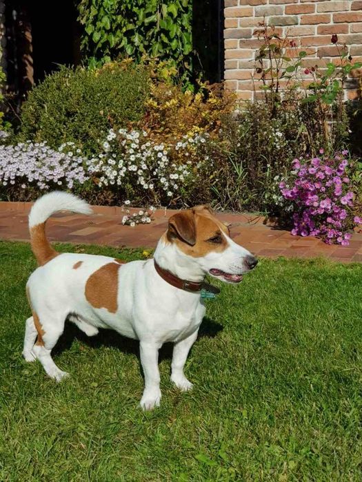 Вязка. Кобель. Джек Рассел Терьер, (Jack-Russell Terrier), Одесса