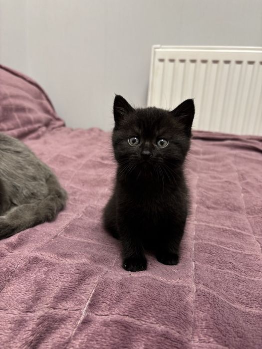 Продам Британські кошенята