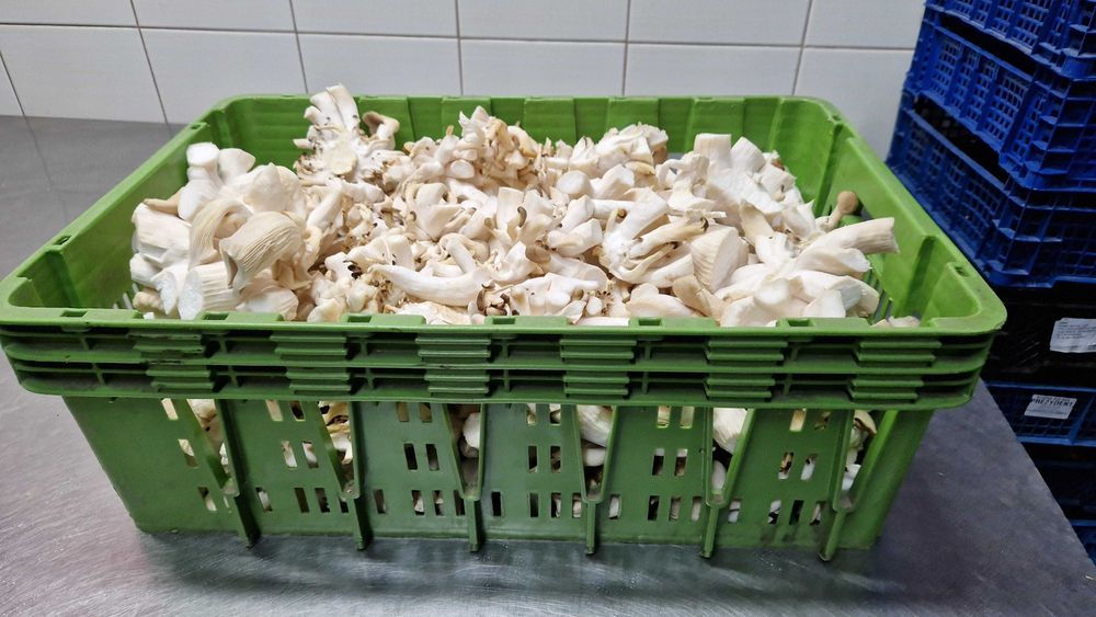 Grzyby Boczniaki Korzeń Boczniak Trzon