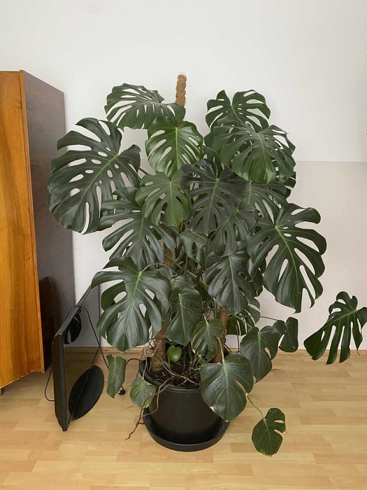 Kwiat Monstera duża 170 cm