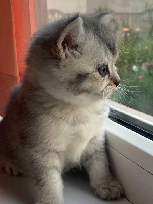 Шотландські кошенята