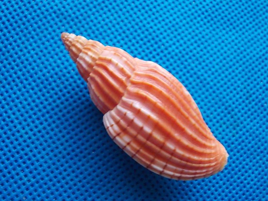 Muszle morskie- Lyria delessertiana