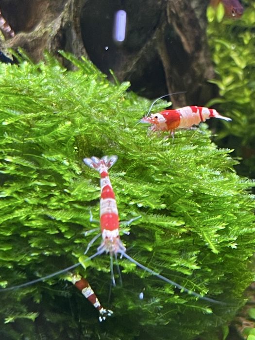 Креветки кристал Crystal shrimp