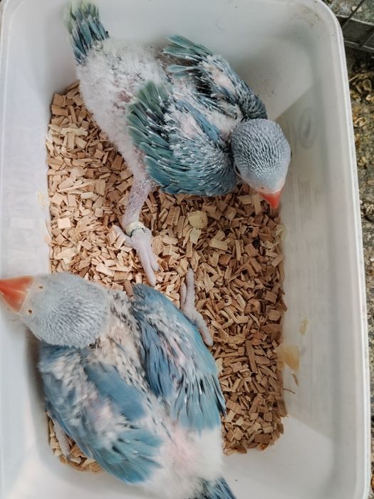 Roselas/ Caturras/ Ring Necks