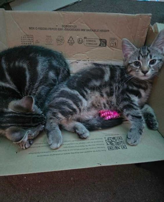 В наявності хлопчик 5 місяців повна вакцинація зроблена, паспорт!