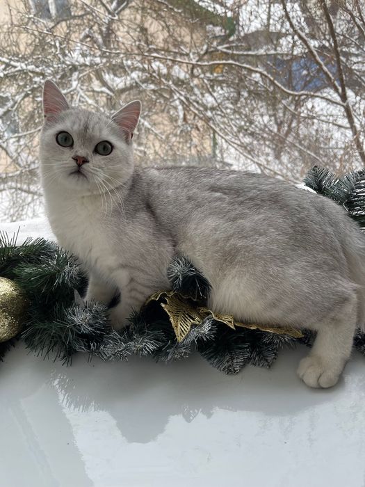Шотландський кіт для вʼязки