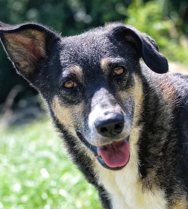 Roxi potrzebuje domu