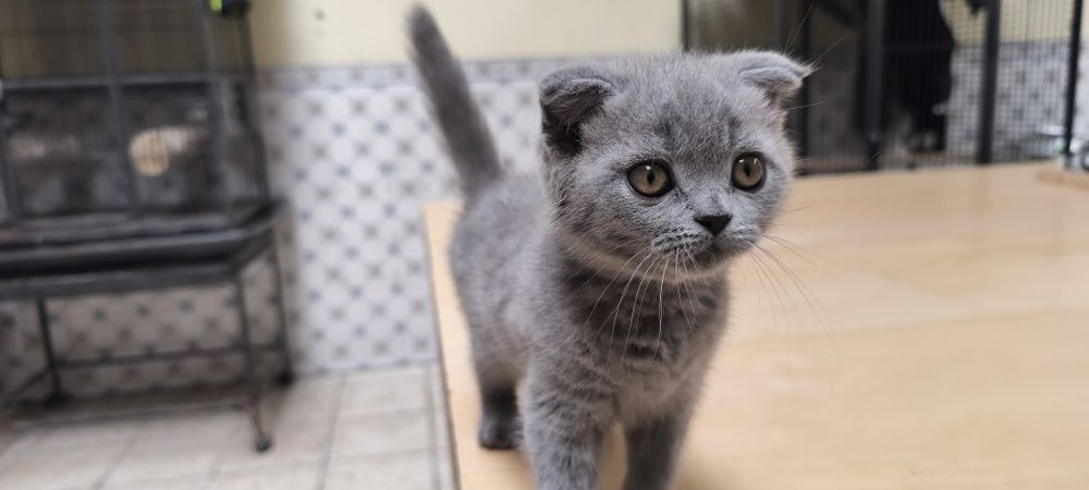 Gato Scottish fold azul fêmea muito meiguinho disponível para entrega imediata