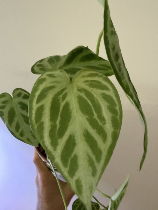 Anthurium diversos