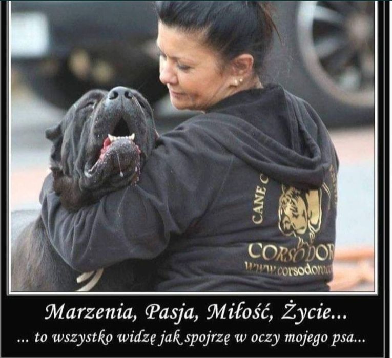 Pies z Profesjonalnej Hodowli ZKwP/ FCI