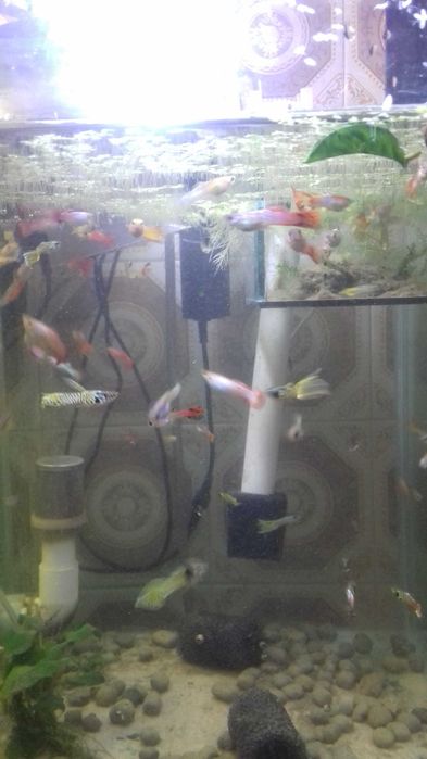 Guppys várias cores