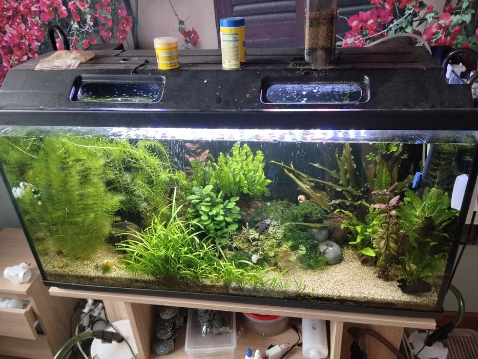 Akwarium pan 200l+ zycie + pelne wyposazenie + co2