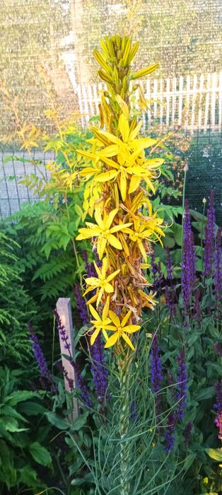 Асфоделіна. залишки з саду.