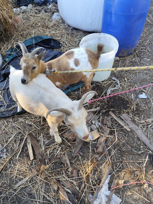 Cabras micro anãs