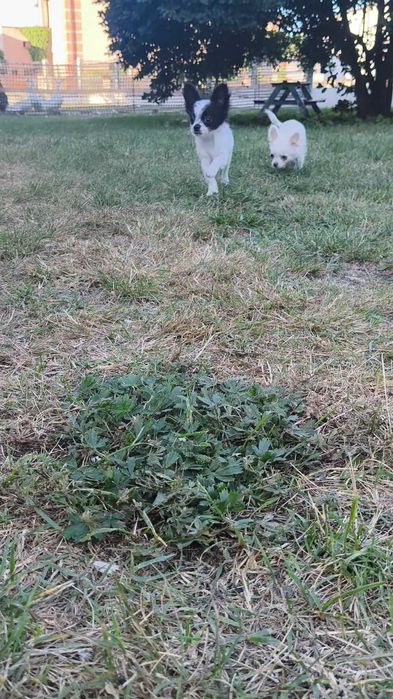 Chihuahua długowłosy chłopiec.