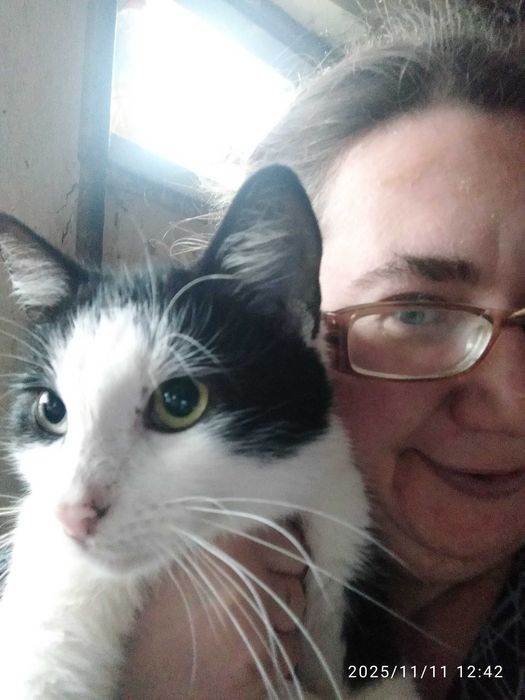 Котик в добрі руки