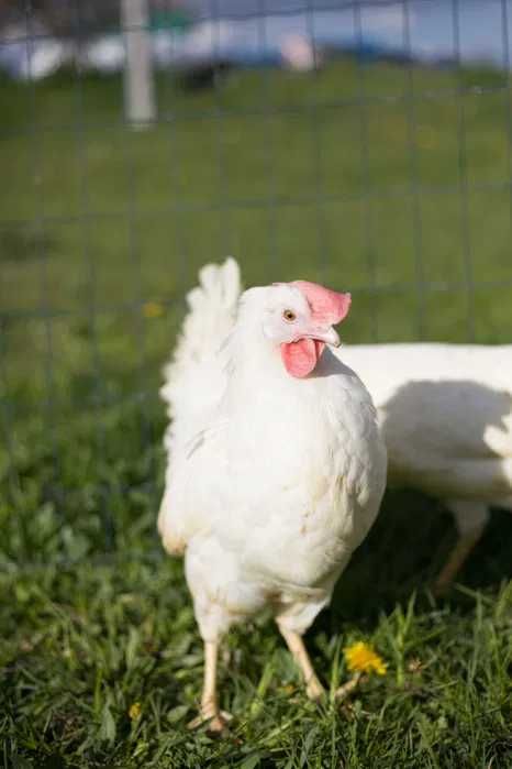 Tetra Tintet Kurka Nioska