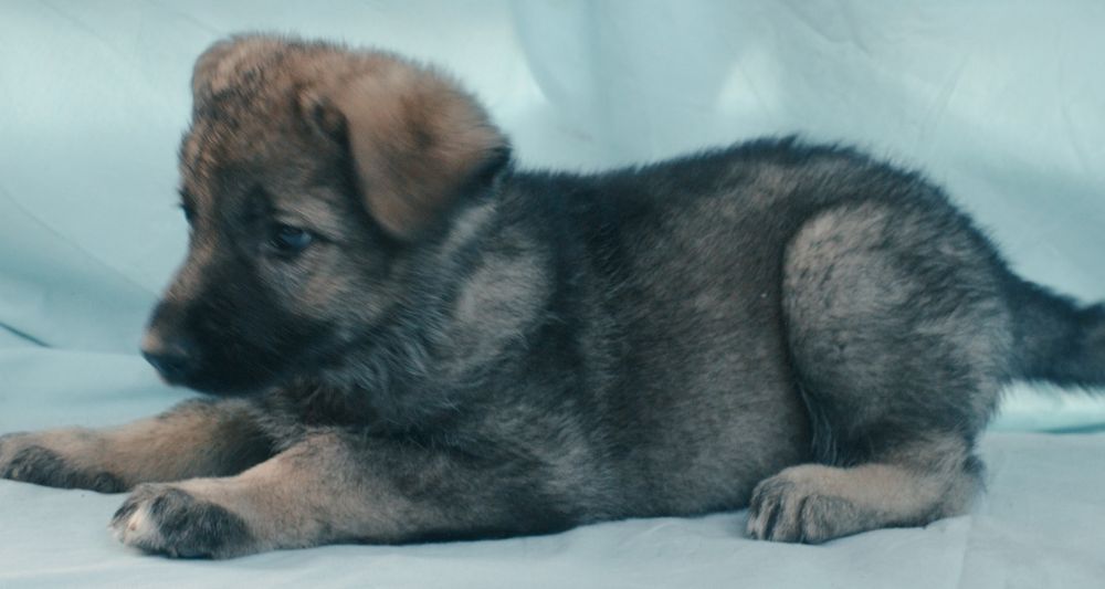 Щенки Восточно-овчарки от выставочных родителей