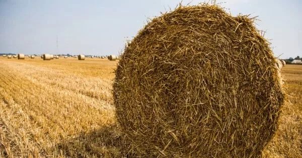 Słoma w balach 120 przykryta