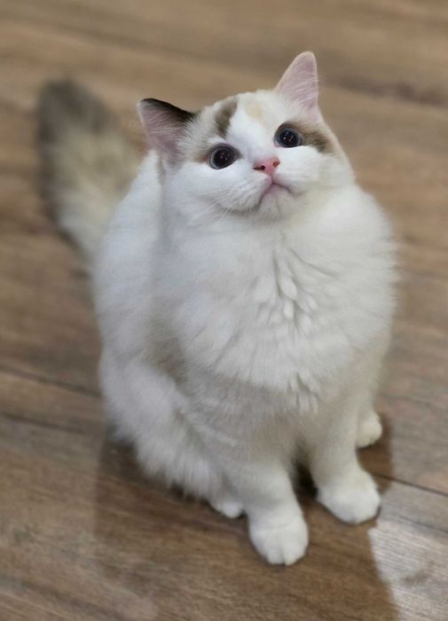 Cudowna kotka Ragdoll seal bicolor szylkretowa.