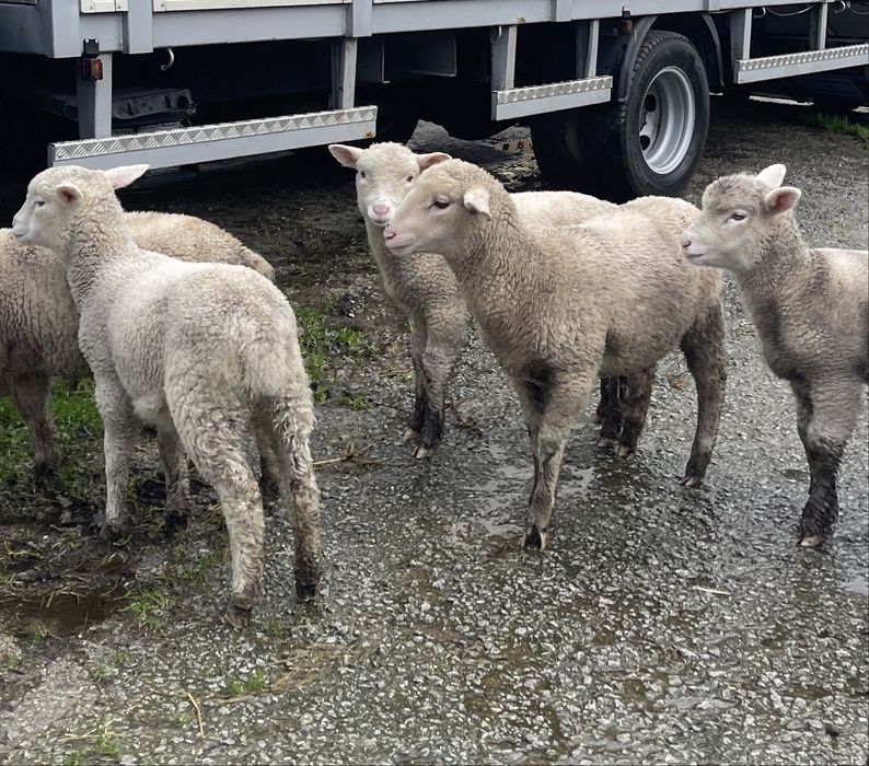 Borregos e borregas cx de merino e cx île de france  desmamados