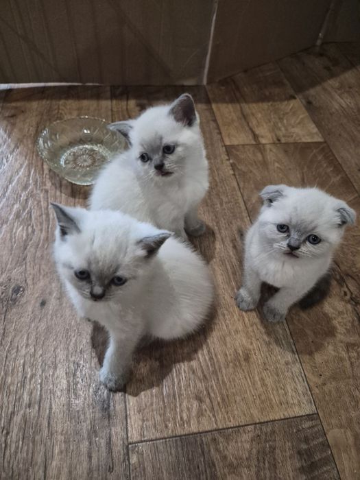 шотландские котята