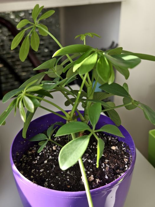 Шеффлера кімнатна деревовидна