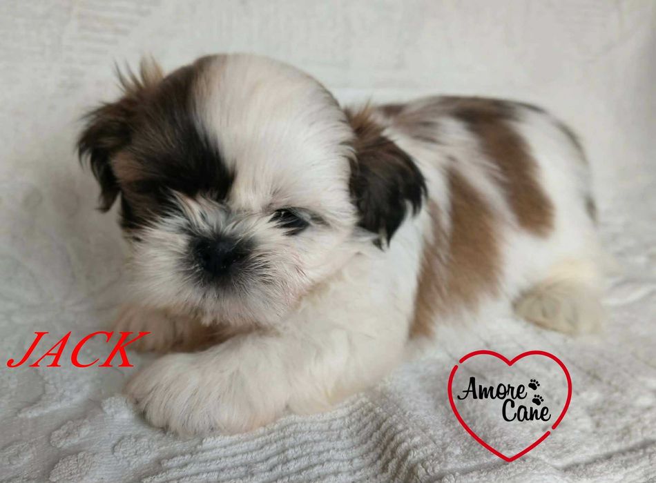 Śliczny piesek shih tzu-JACK.