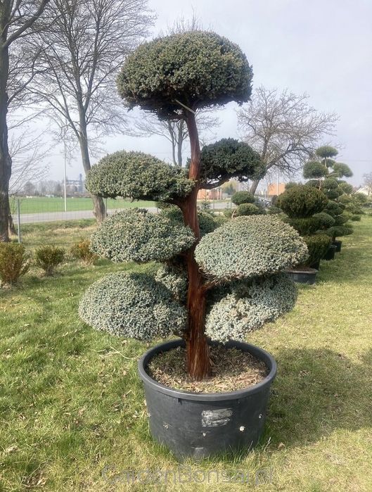 Donica Bonsai - Juniperus squamata "MEYERI"-180 cm-Duże kule