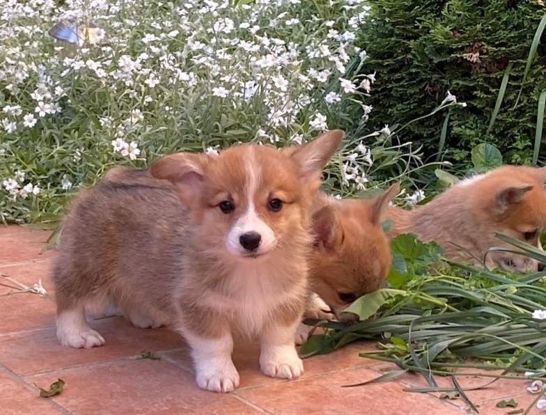 Щенки корги от великолепных производителей