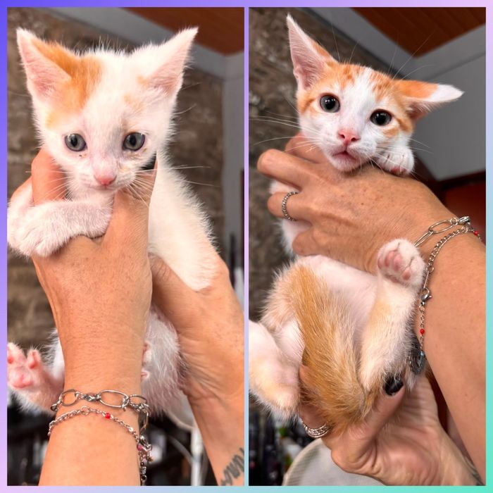 Gatinhos para adoção responsável