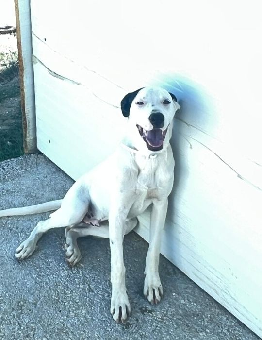 Macho 4 meses para adoção