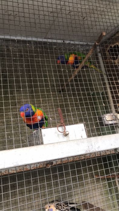 Para  ceder um casal de loros malocanos