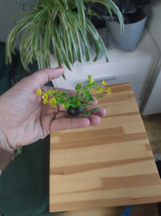 Rośliny do terarium