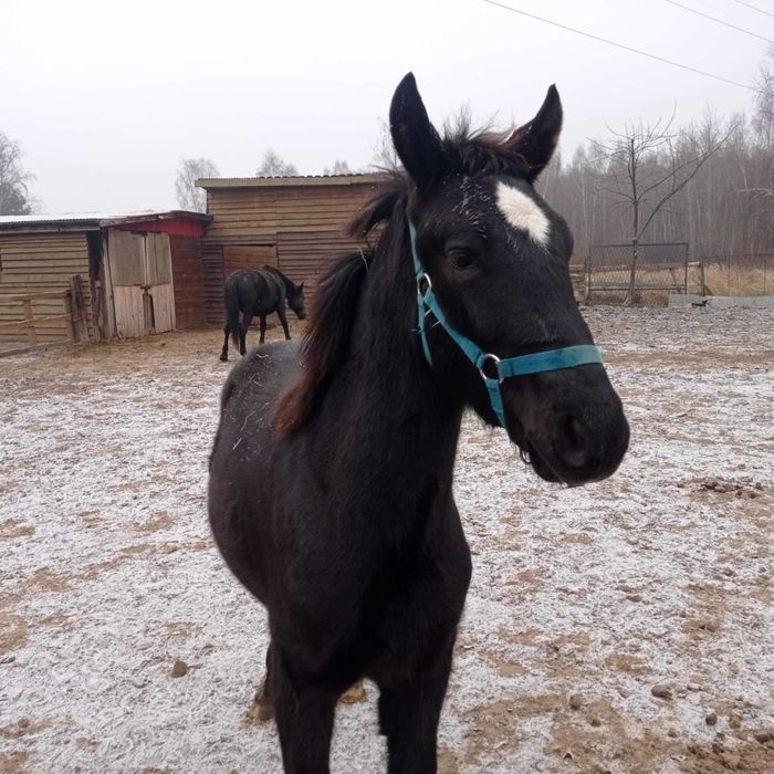 Roczny ogierek ślaski z pełnym pochodzeniem