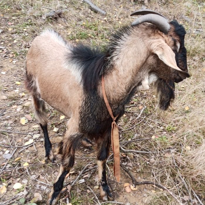 Kozioł cap sprzedam