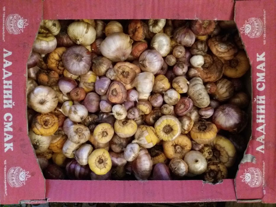 Продам цибулини гладіолусів