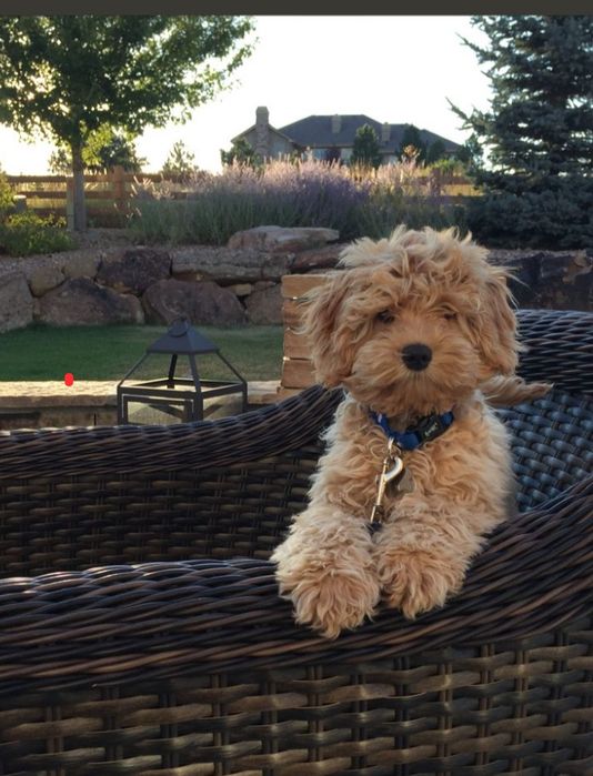 Kawapoo Мальчики  Кавапу