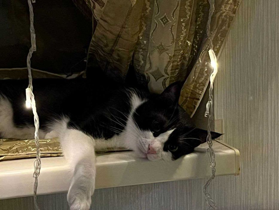 Котик безкоштовно
