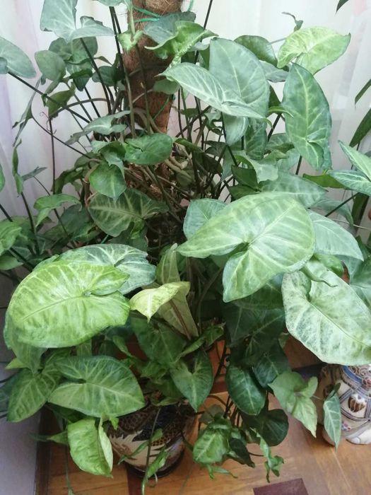 Сингониум -красивое вьющееся комнатное растение