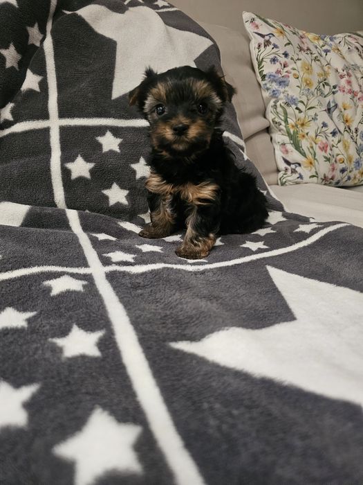 Yorkshire terrier- chłopiec