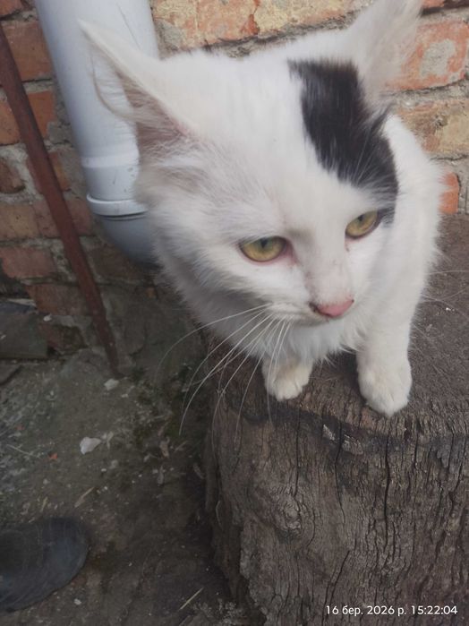 Продам кошенят кішечки