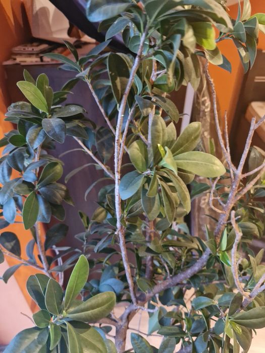 Drzewo Bonsai 130cm