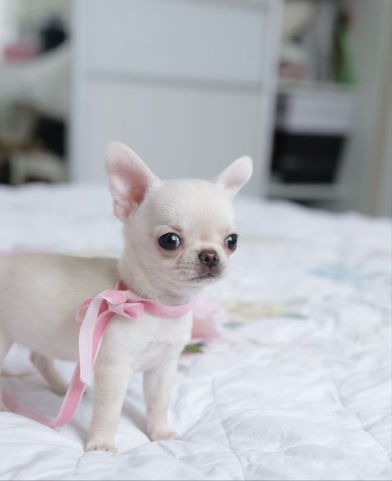 Курноса міні ляля