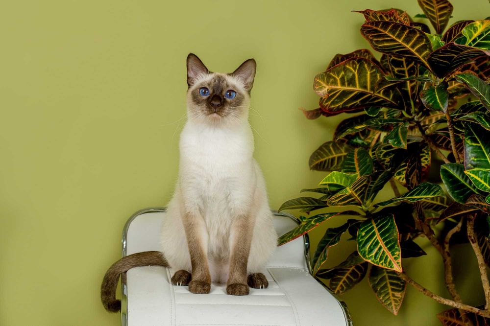 Котята тайские, истинные аристократы.